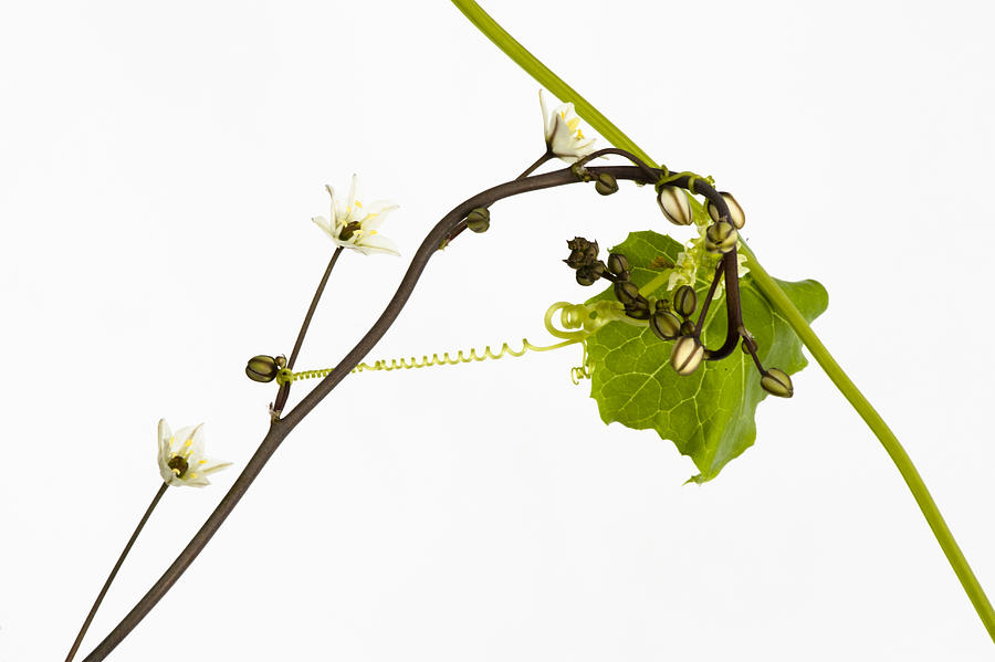 Flower and Vine Photograph by Hans Neleman