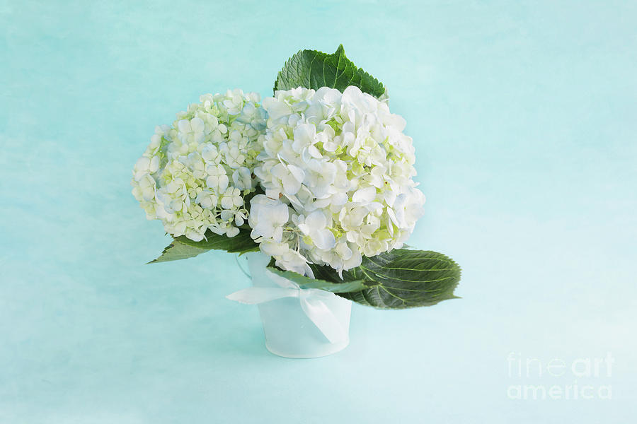 Flower arrangement bouquet of three large white and blue hydrang Photograph by Stephanie Frey