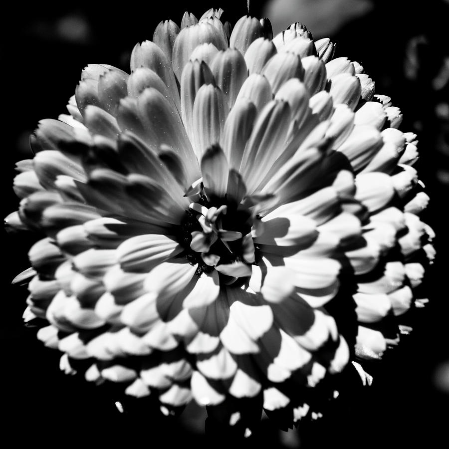 Flower Art 31 Photograph by Jorg Becker