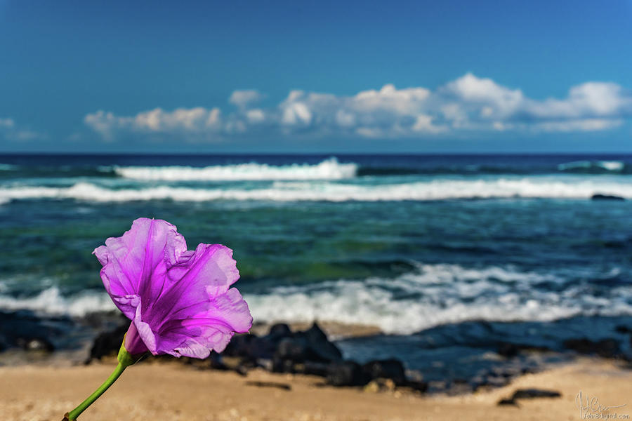 Flower at the Beach Photograph by John Bauer
