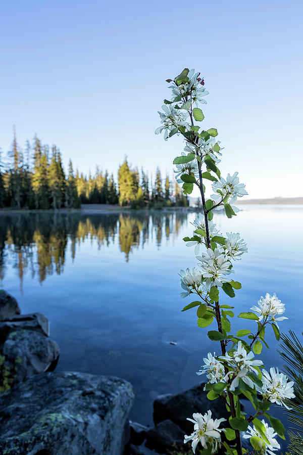 Flower at Waldo Lake in Early Morning Photograph by Belinda Greb