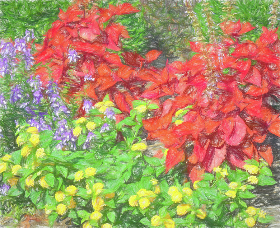 Flower Bed in Colored Pencil Photograph by Roberta Byram