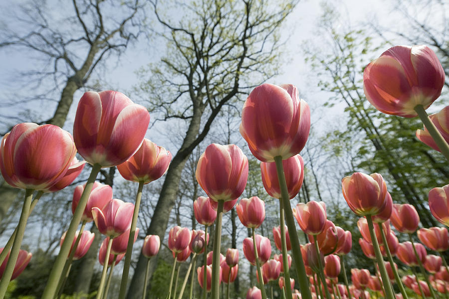 Flower bed of red tulips under trees in park Photograph by RelaxFoto.de
