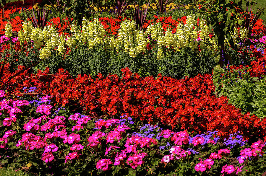 Flower Beds in the Park Photograph by Gordon James