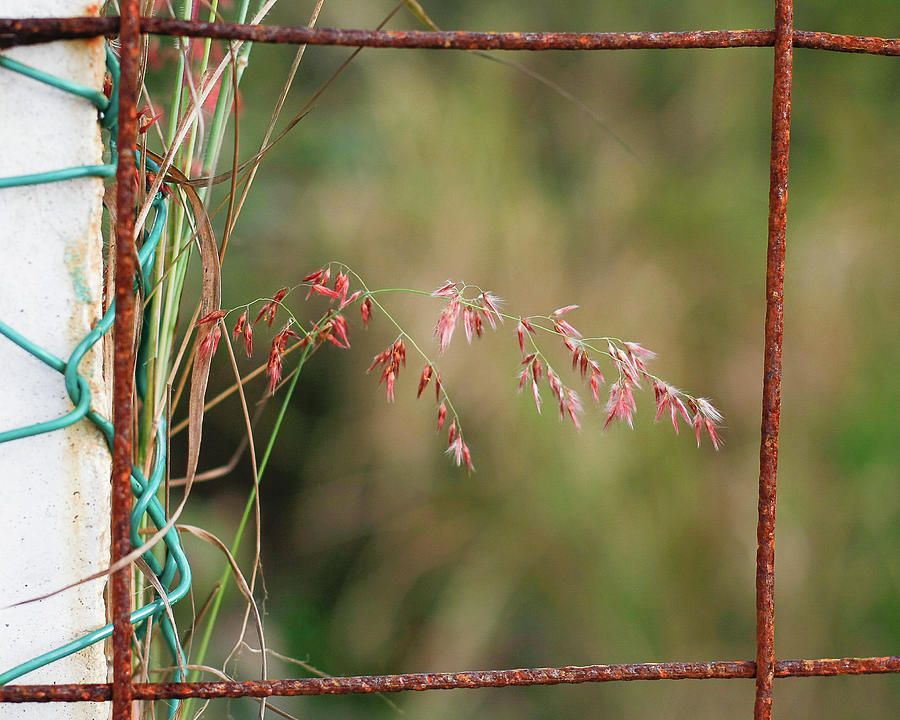 Flower Behind a Fence - Cozumel, Mexico Photograph by David Morehead