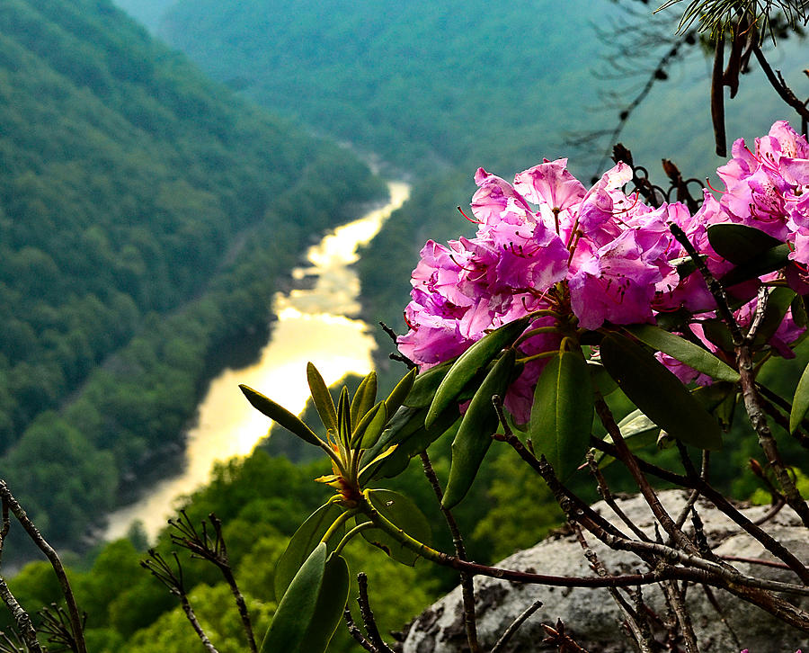 Flower Bloom on Mountain Side Photograph by Lisa Lambert-Shank