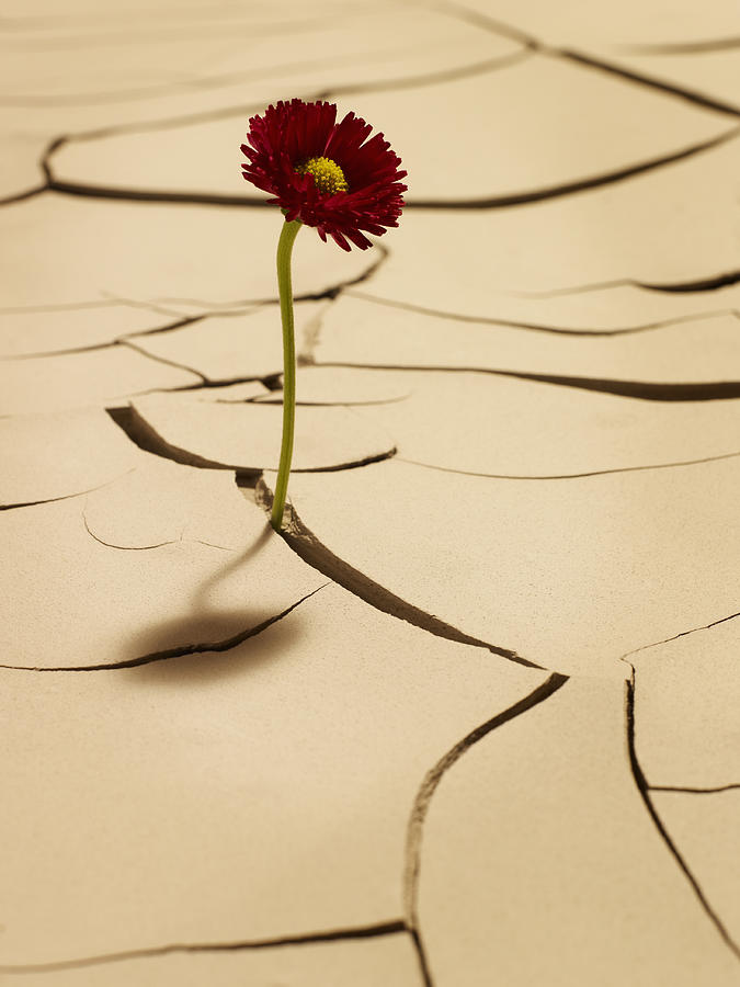 Flower blooming between cracks in mud Photograph by Adam Gault