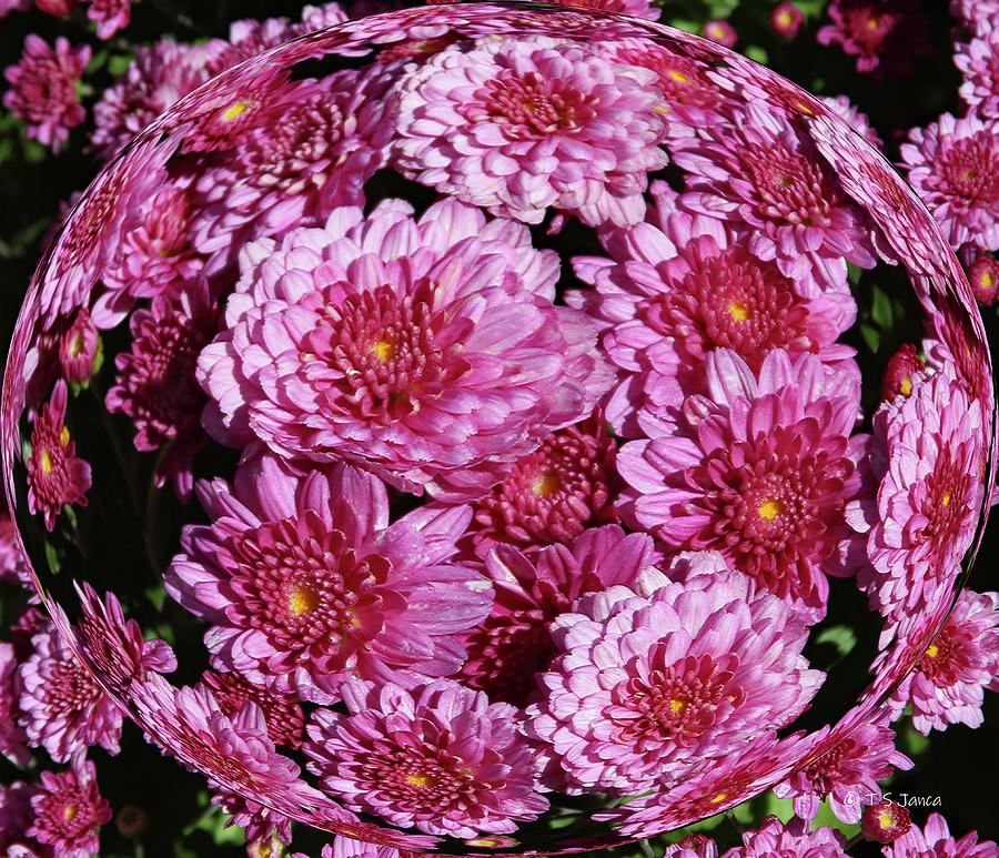 Flower Bubble Digital Art by Tom Janca