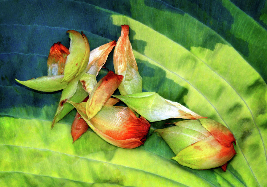 Flower Bud Debris on a Hosta Leaf Photograph by Carolyn Derstine