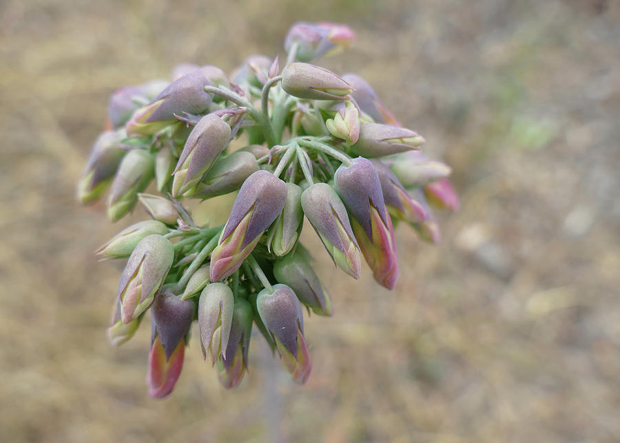 Flower Photograph - Flower Buds In Pastels by Maryse Jansen
