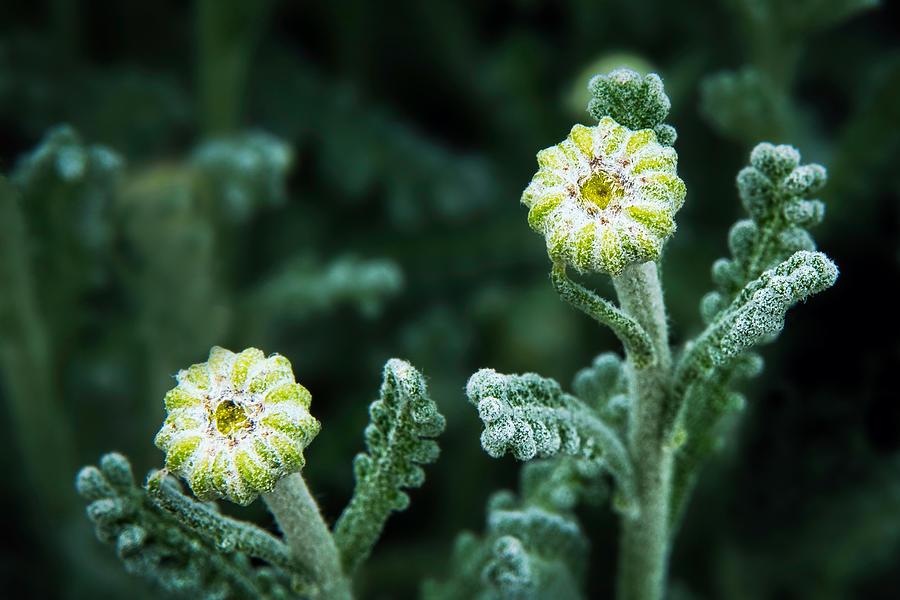 Still Life Photograph - Flower Buds Ready to Open by Stuart Litoff
