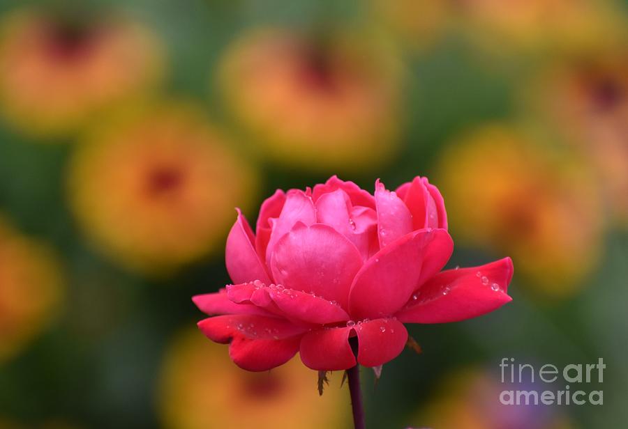Flower Bullseye Rose  Photograph by Christina Verdgeline