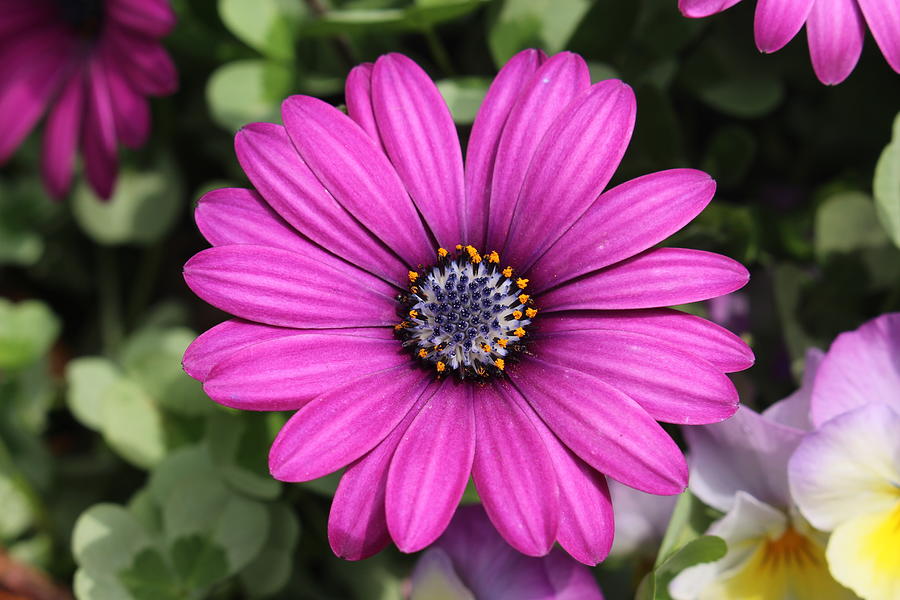 Flower Burst Photograph by Robin Gutkin - Fine Art America