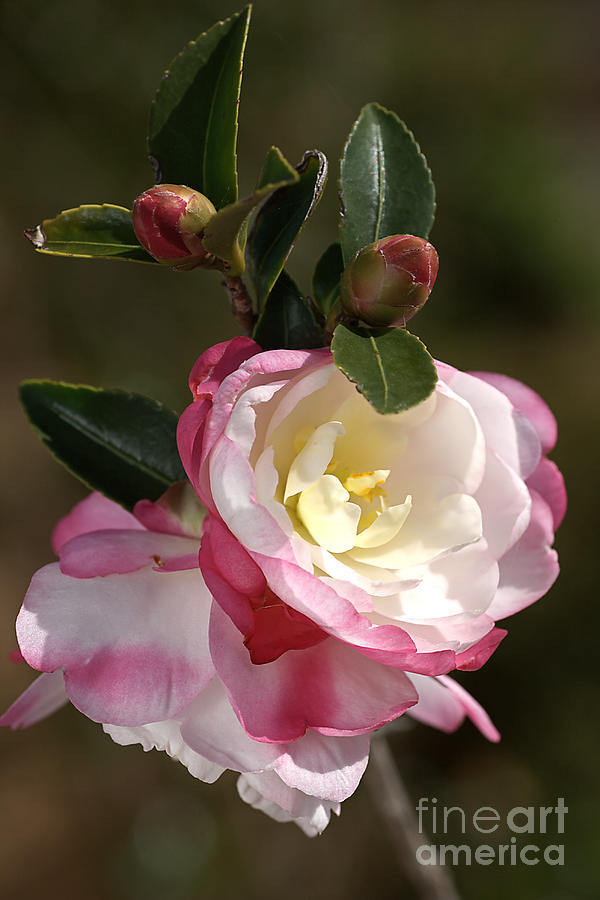 Flower Camellia Pink White Photograph by Joy Watson