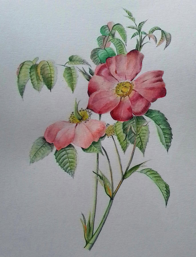 Flower Drawing by Carolina Prieto Moreno