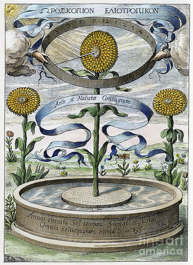 Flower Clock, 1643 Photograph by Granger