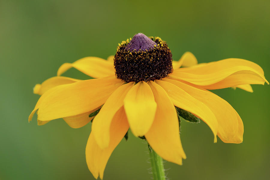 Flower closeup Photograph by SAURAVphoto Online Store