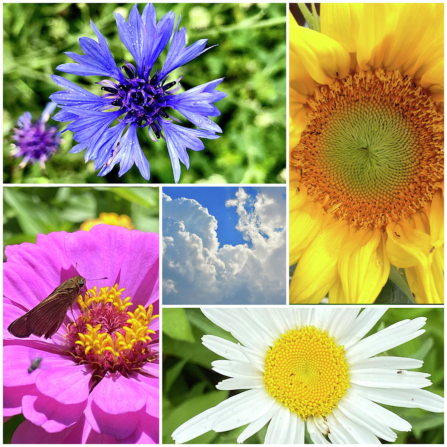 Flower Collage Photograph