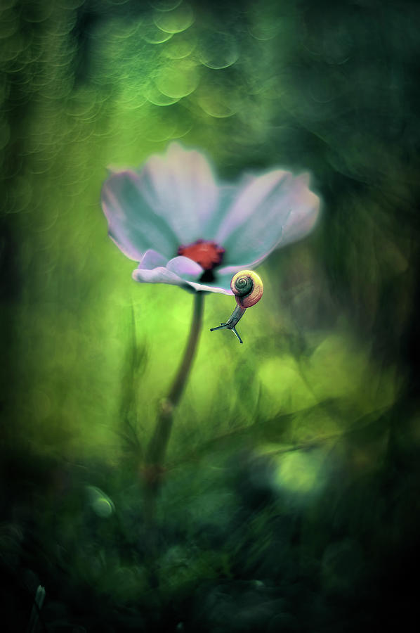 Flowers Photograph - Flower cosmos by Iwona Sikorska