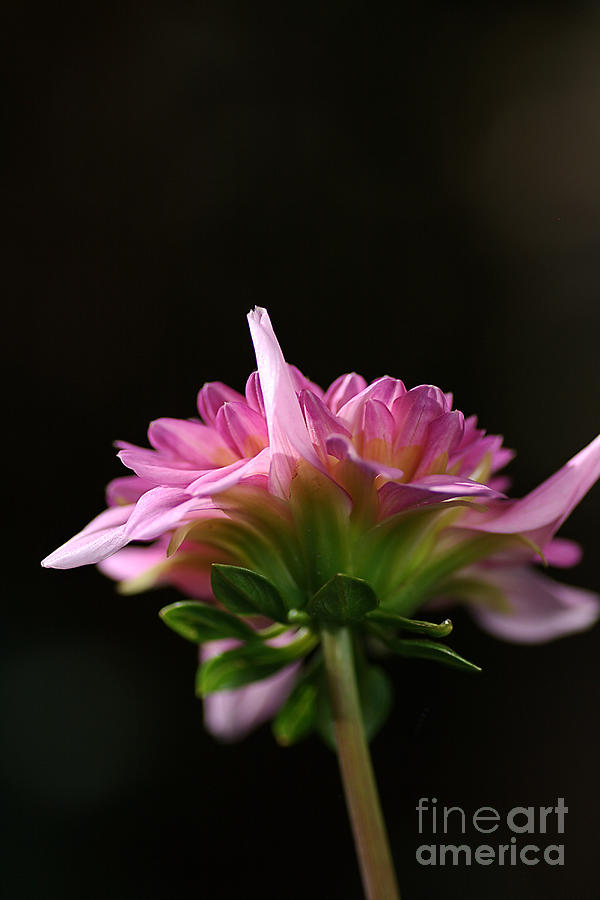 Flower-dahlia-pink Side Photograph by Joy Watson