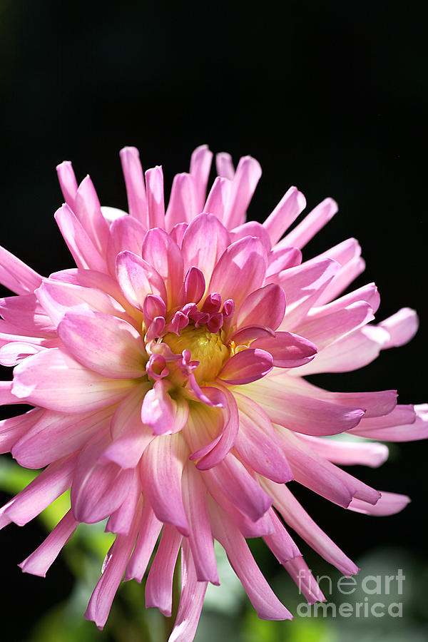 Flower-dahlia-pink-white Photograph by Joy Watson