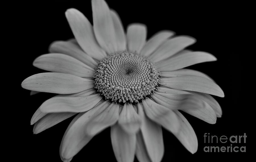 Flower Daisy B and W No. 5176 Photograph by Sherry Hallemeier