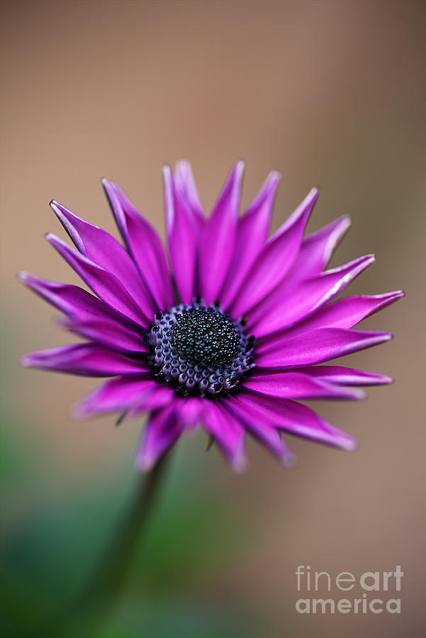Flower-daisy-purple Photograph by Joy Watson