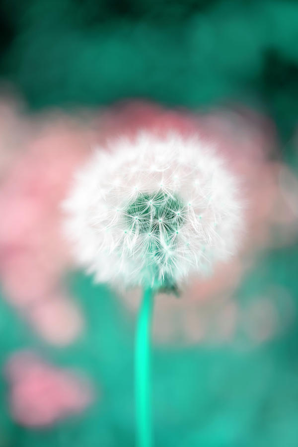 Flower design Photograph by MPhotographer