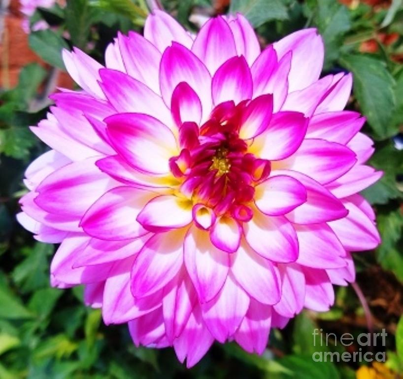 Flower Photograph - Flower by Diane Stockard