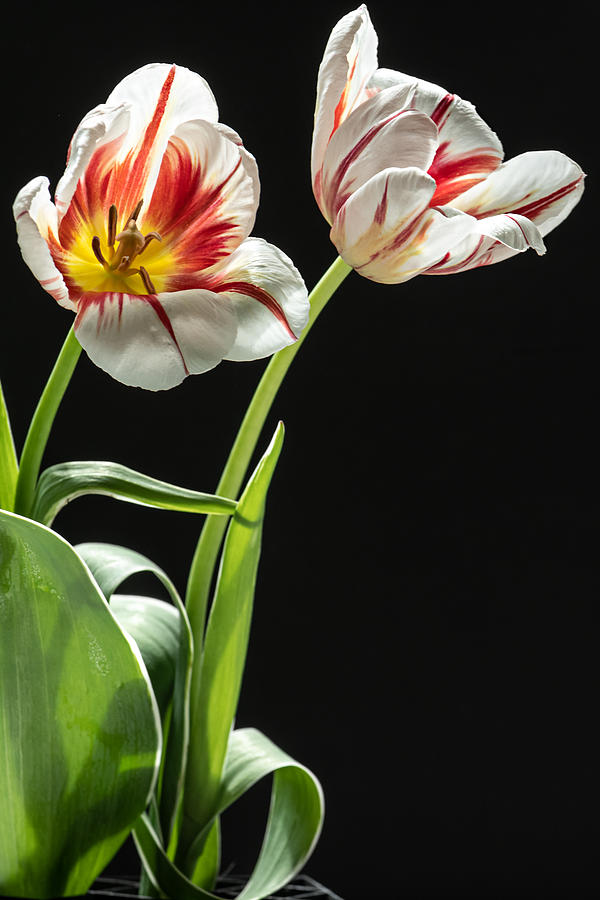 Still Life Photograph - Flower Duet by Maggie Terlecki
