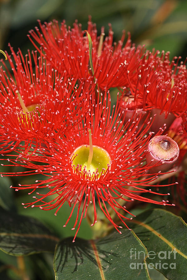 Flower-eucalyptus-australian Native Photograph by Joy Watson