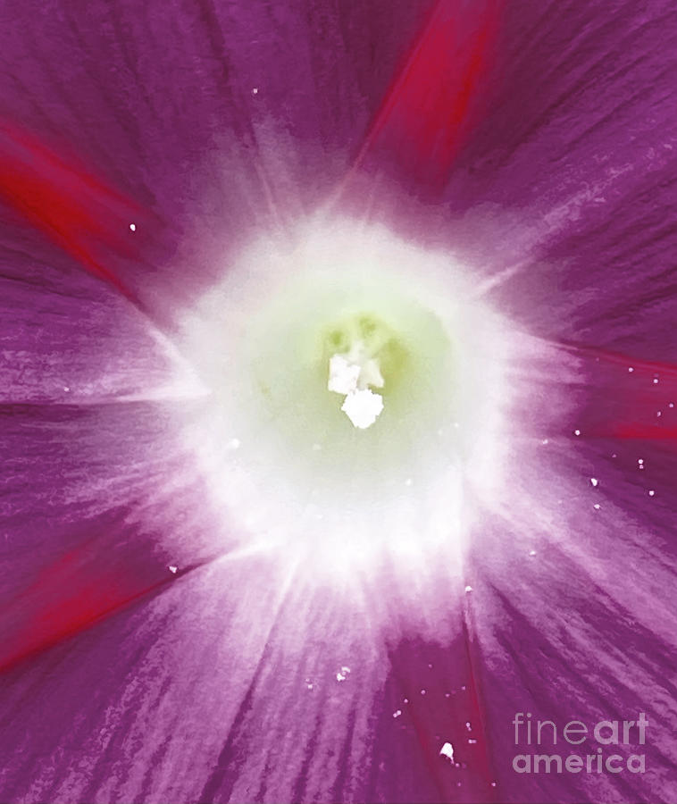 Flower explosion Photograph by Ian Bouras Fine Art America