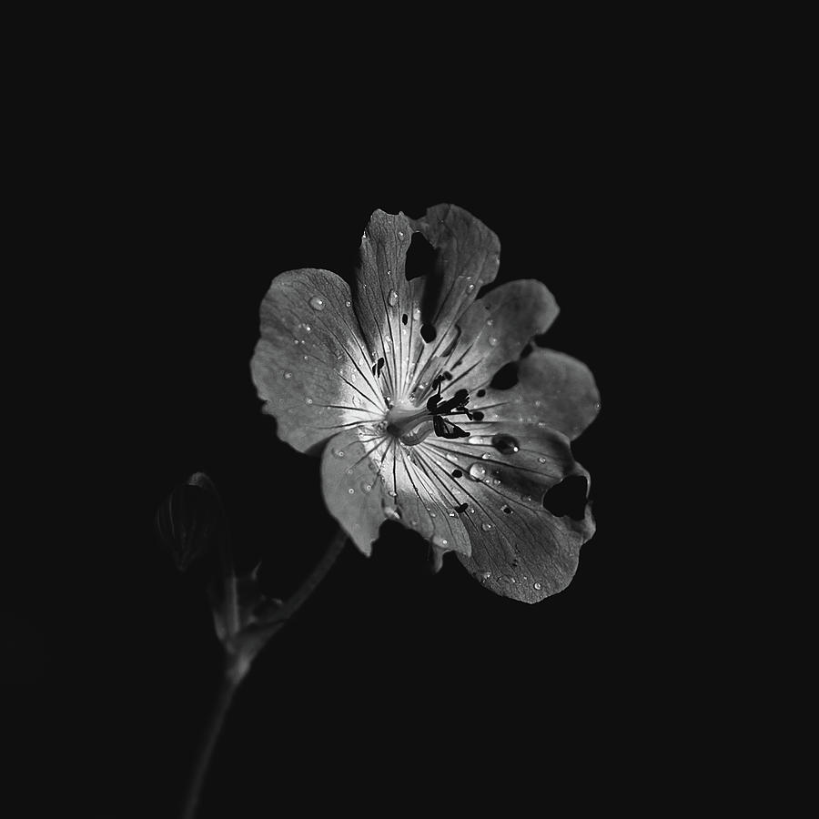 Flower Face Photograph by Dan Lambert - Fine Art America