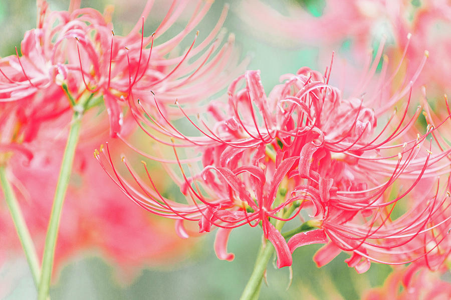Flower Fantasy Photograph by Iris Greenwell