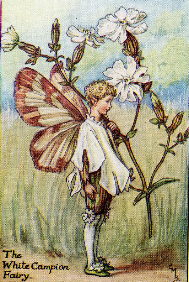 Flower-Faries, C1940 by Cicely Mary Barker, Lithographs - 018 Digital ...