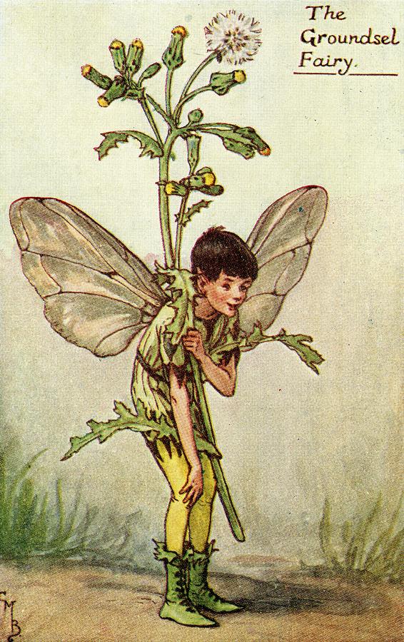 Flower-Faries, C1940 by Cicely Mary Barker, Lithographs - 020 Digital ...