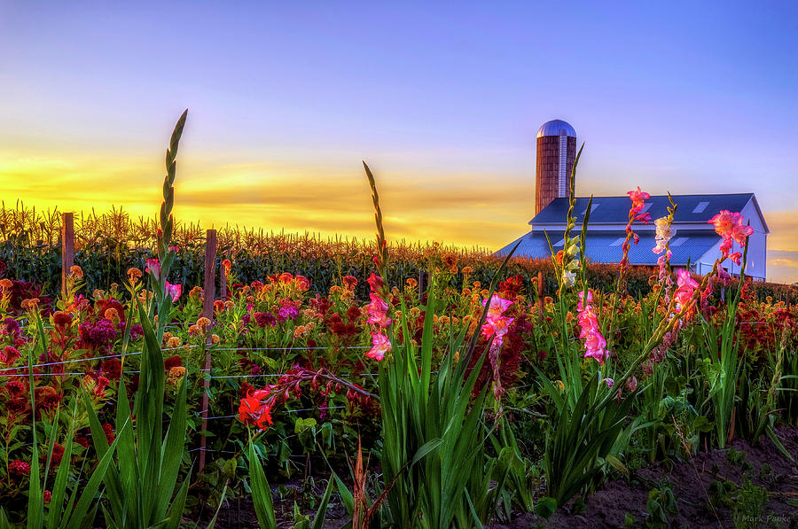 Flower farm Photograph by Mark Papke