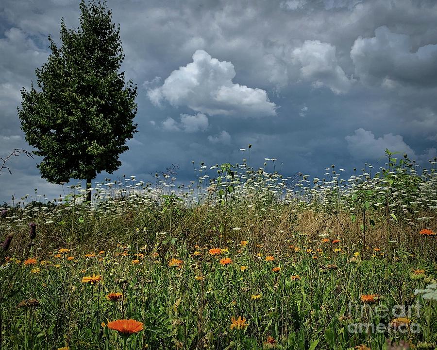 Flower Field Photograph by Jan Daniels