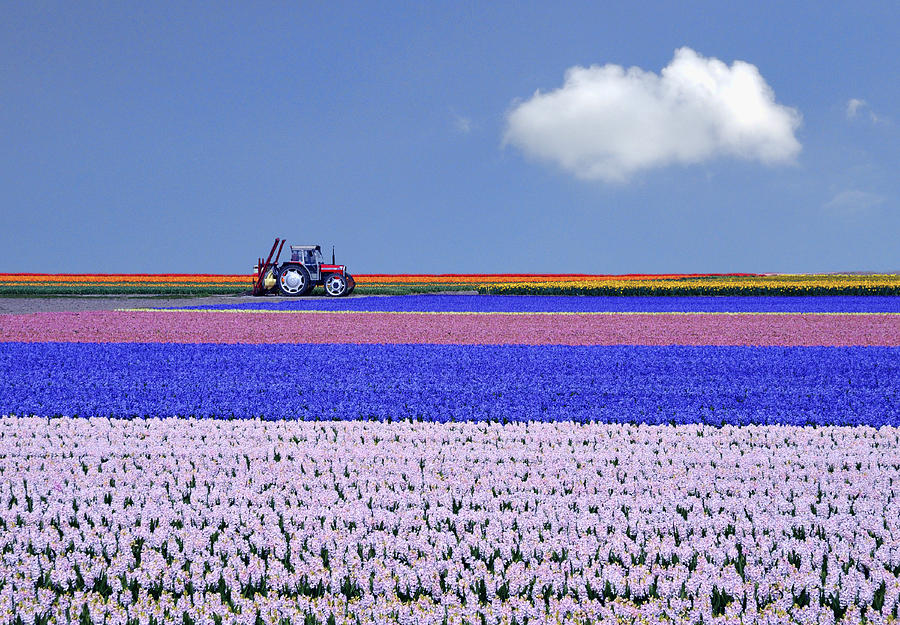 Flower fields under blue sky Photograph by Peter Femto