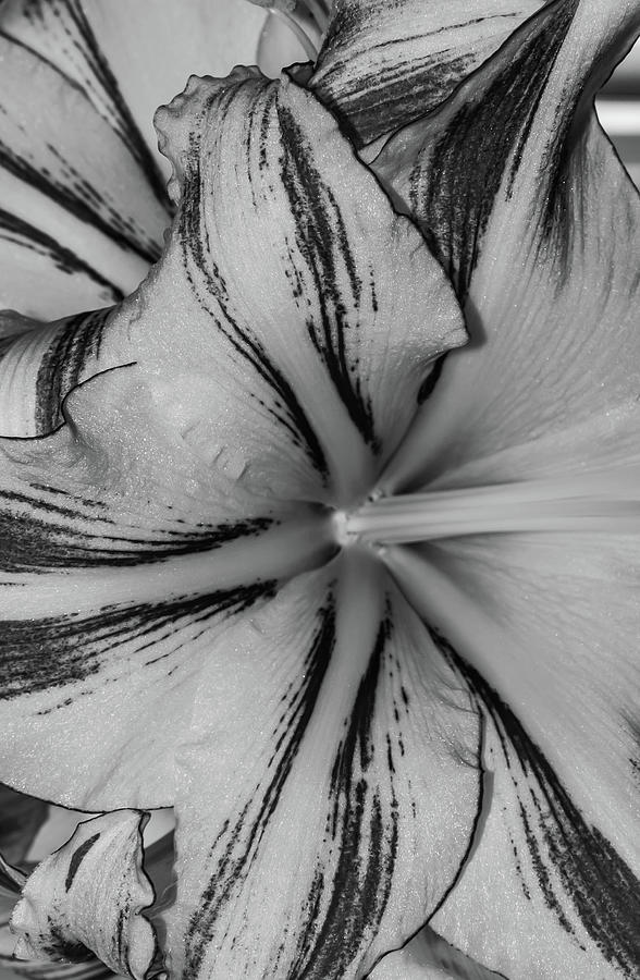 Flower Flow Black and White Photograph by Bruce Pritchett