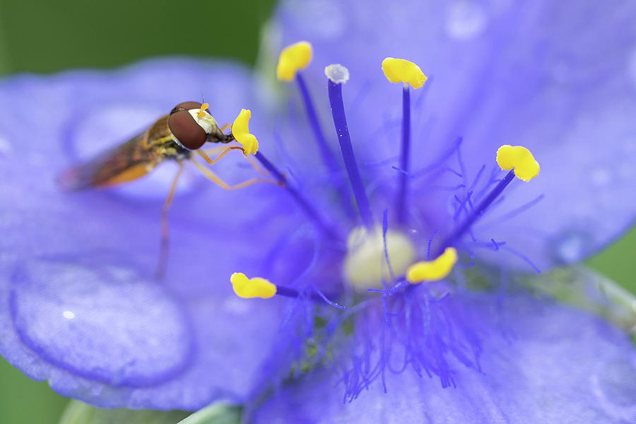 Flower Fly Photograph by Brooke Bowdren