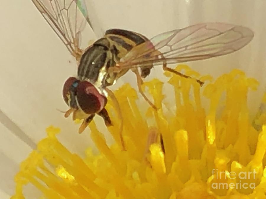 Flower Fly Photograph by Catherine Wilson