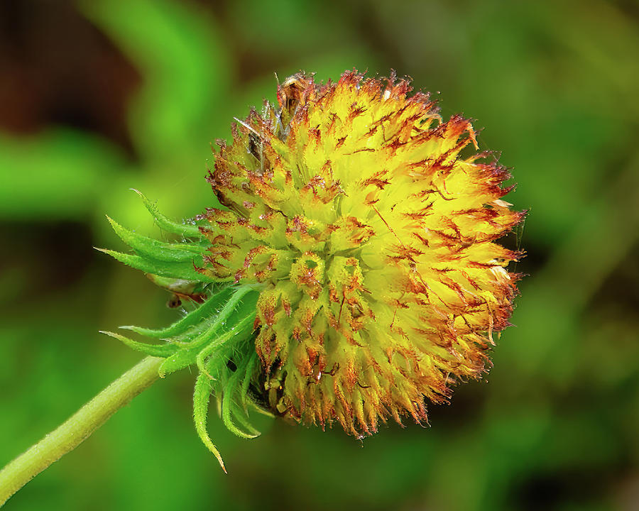 Flower - Gaillardia Pulchella - Seed Head - 1 Photograph by John Kirkland