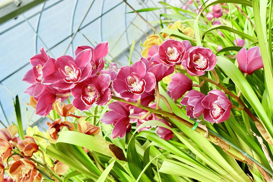 Pink Cymbidium Orchids I Photograph by Bnte Creations