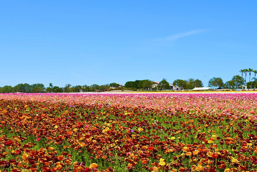 Flower Field VI, Carlsbad,SD Photograph by Bnte Creations