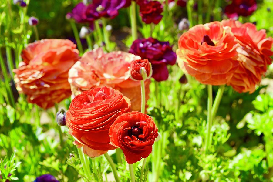 Orange Giant Tecolote Ranunculus flowers Photograph by Bnte Creations