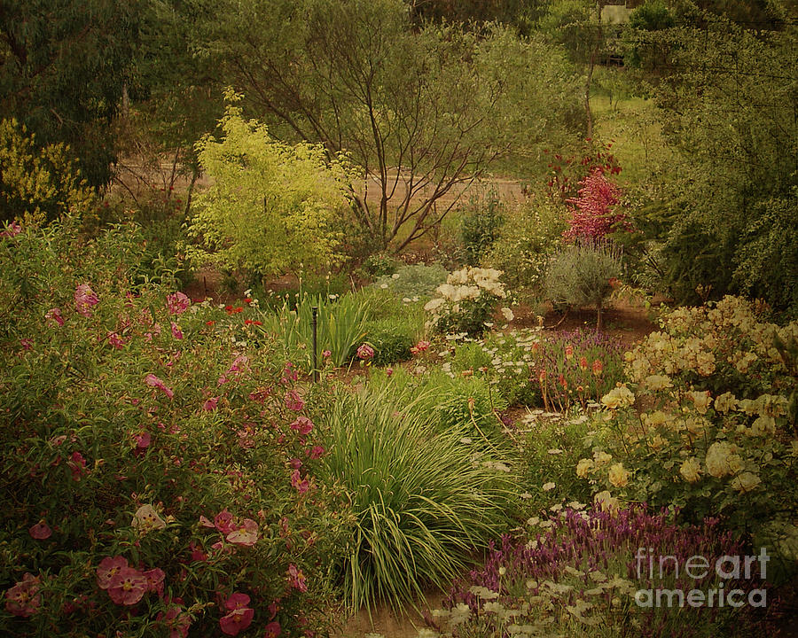 Flower Garden Photograph by Elaine Teague