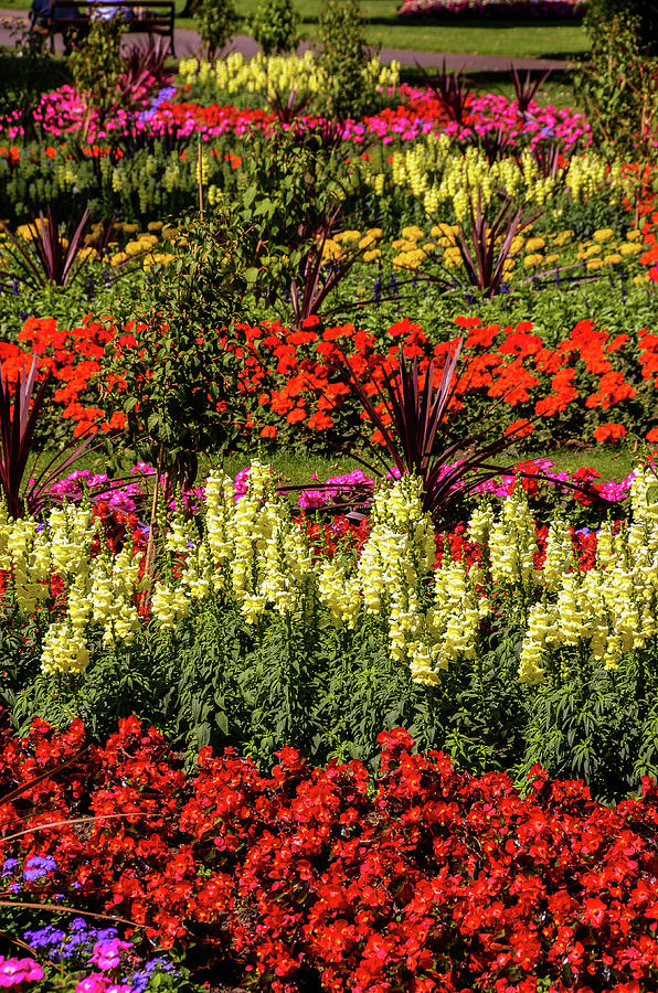 Abington Park Flower Beds Photograph by Gordon James