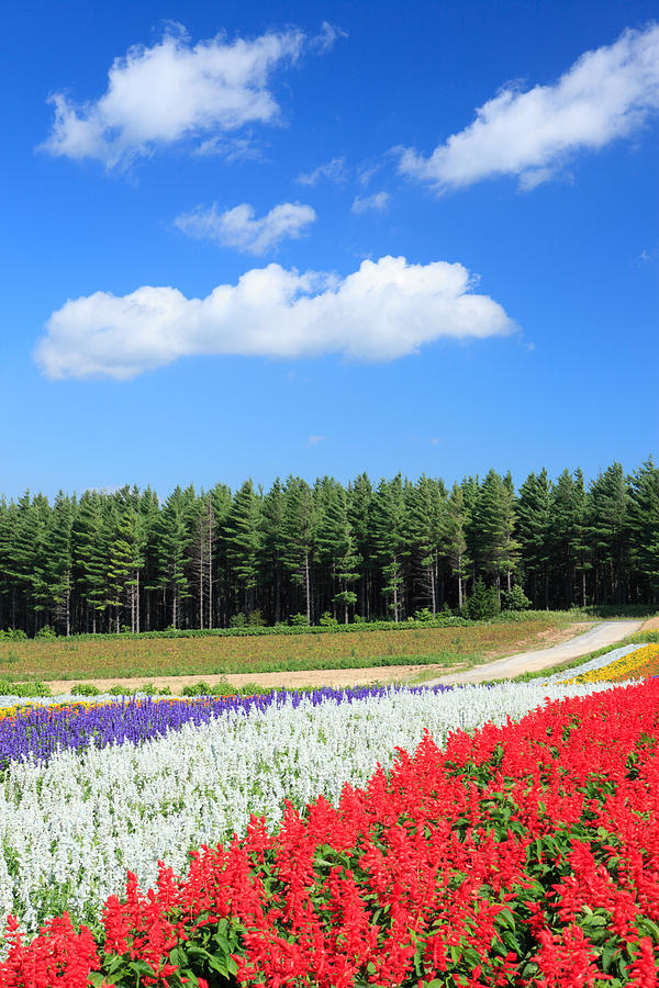Flower garden in Furano, Hokkaido Photograph by Ryoji Yoshimoto/Aflo