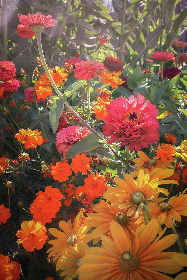 Flower Garden Photograph by Sally Bauer